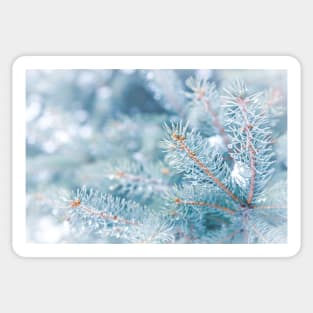 Snowy Winter Evergreen Forest Branches Sticker